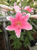 [1774 Sorbonne TL No01.JPG]